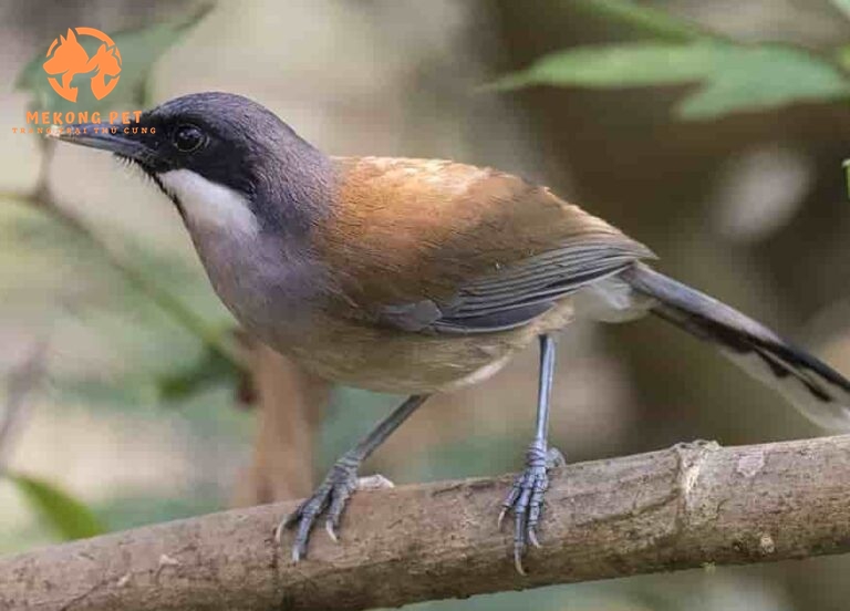 Giống chim khướu bạc má ngoài thiên nhiên